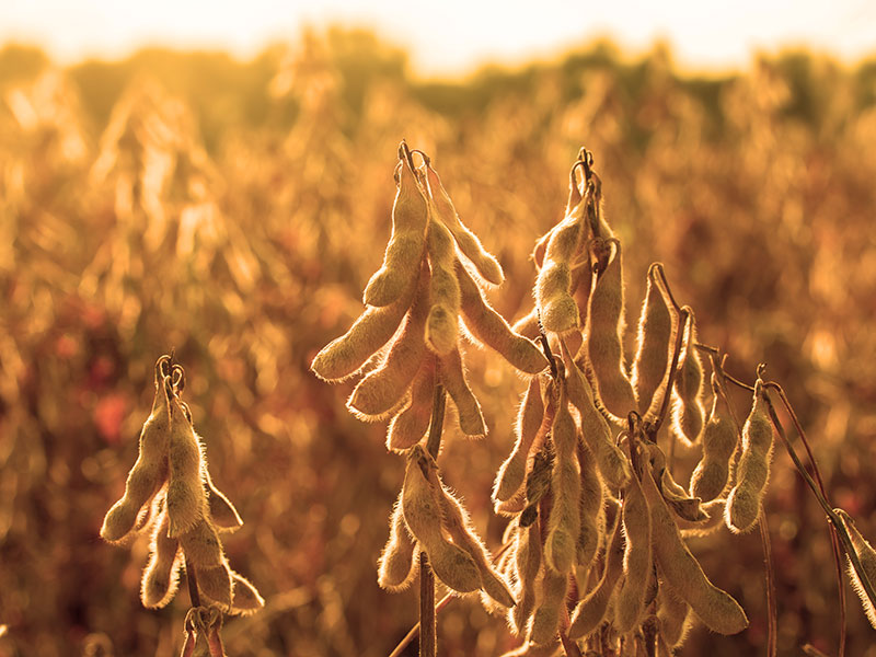 Soybean Seed Image