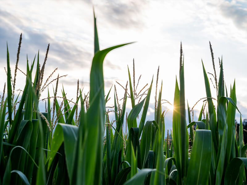 Corn Seed Image