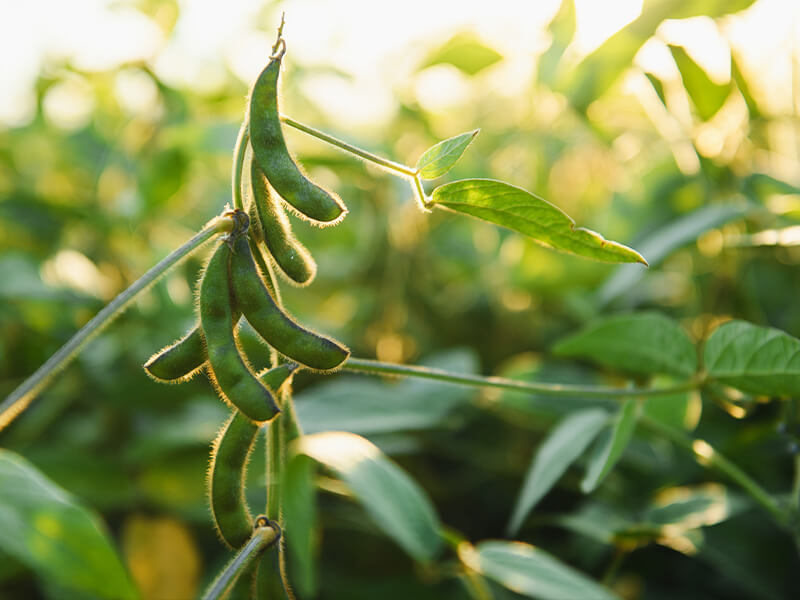 Soybean Seed Image