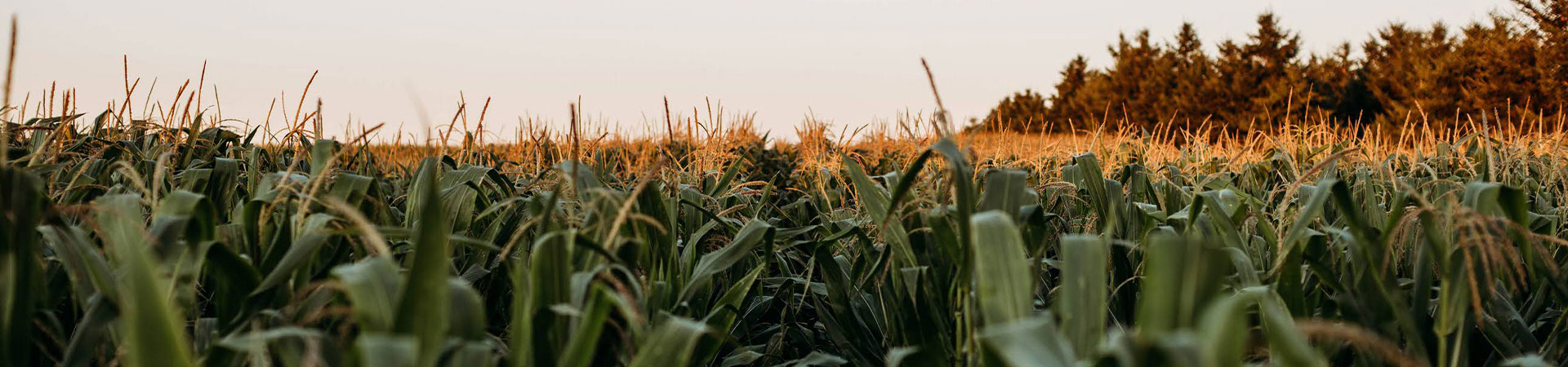 Field of corn.