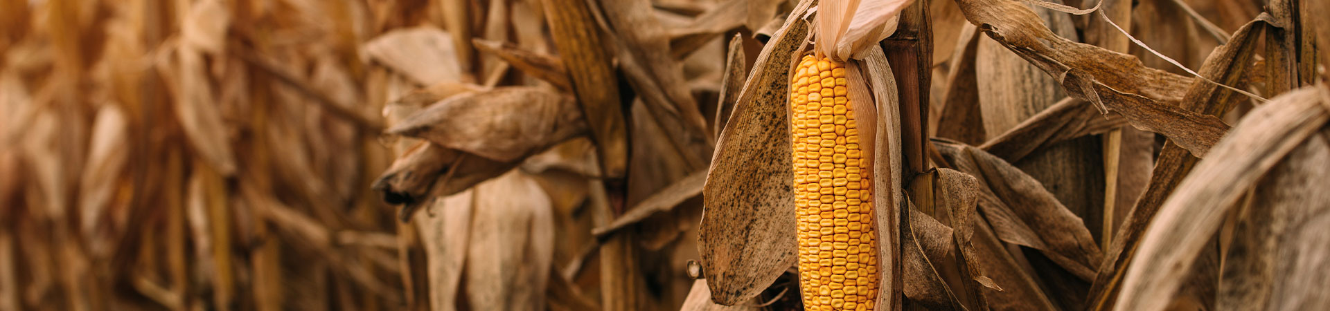 Field of corn.