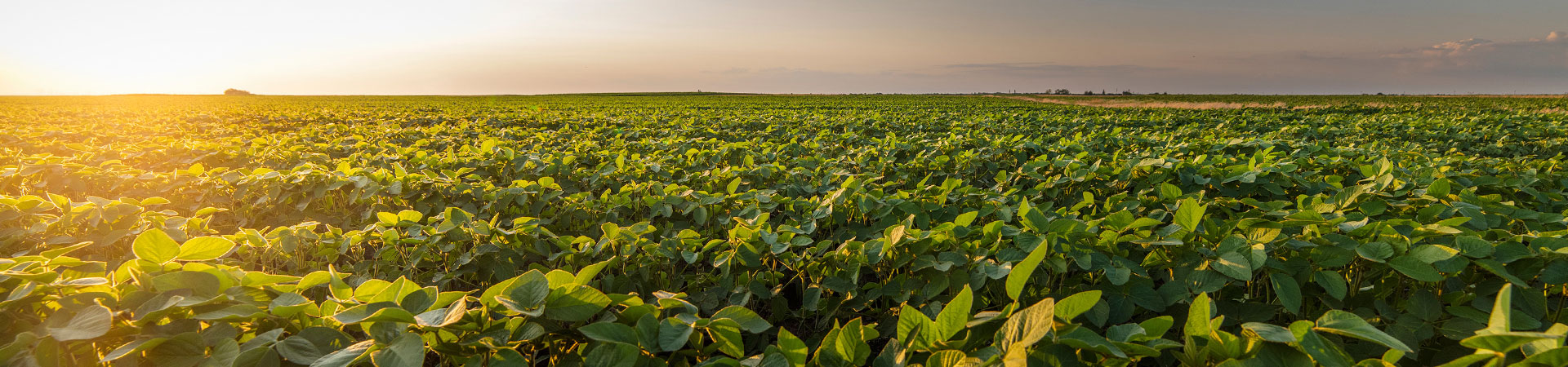 Field of soybeans.