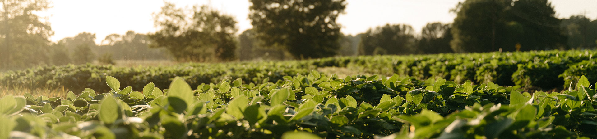 Field of soybeans.