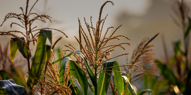 Revere Seed - Unbridled Yield