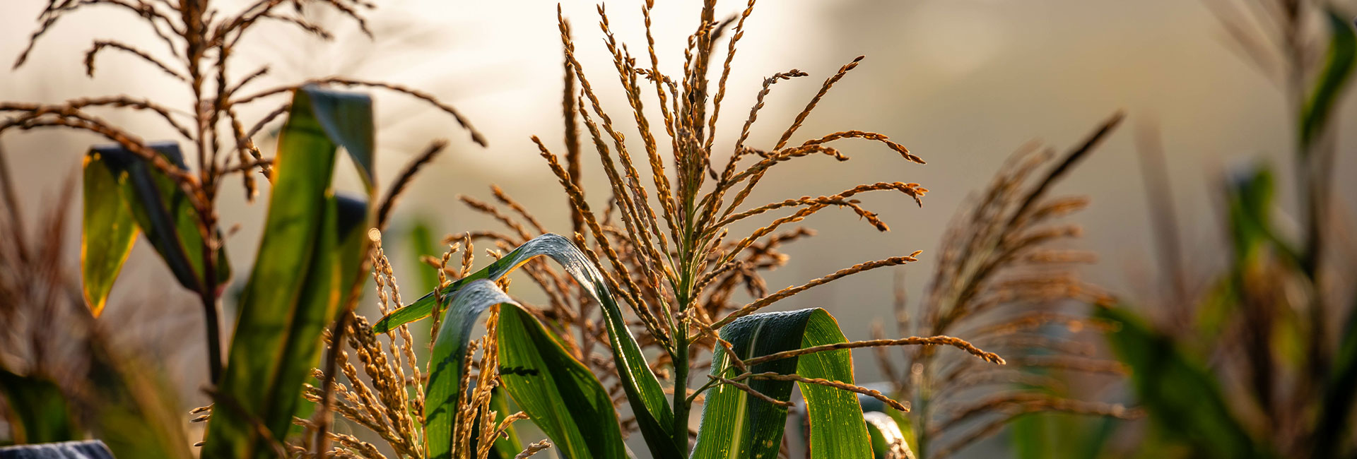 Revere Seed - Unbridled Yield
