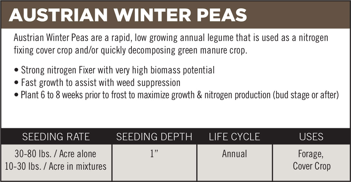 Austrian Winter Peas