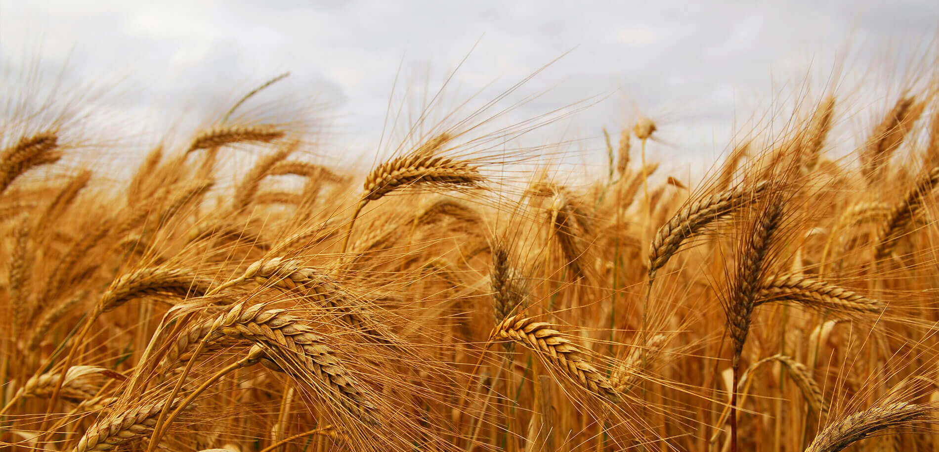 Up close shot of Wheat in a field.